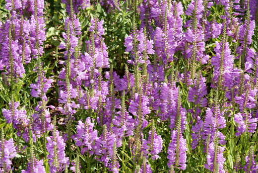743658 (a): :2600x1740